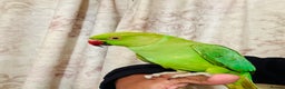 Ringnecks birds for sale: Hand Tamed/Untame Gorgeous Ringneck for Sale - Advert 4