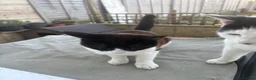 Mixed Breed cats for sale: 2 male cats  - Advert 5