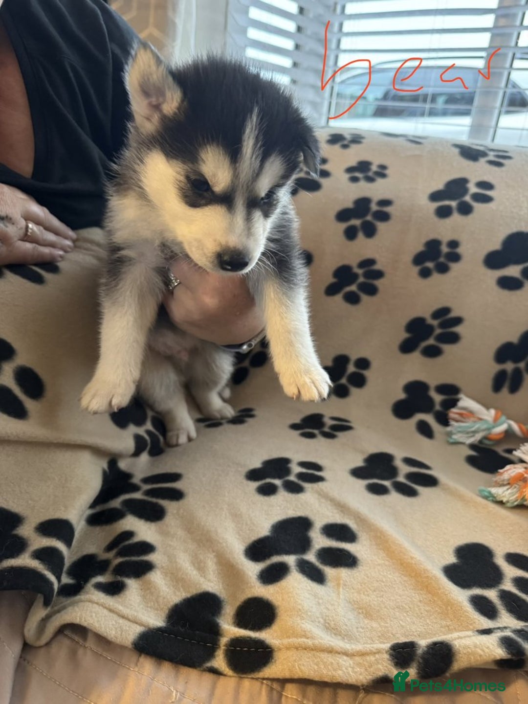 Siberian Husky dogs for sale: Gorgeous huskies puppies for sale! - Image 12