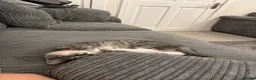 Scottish Fold cats for sale: Half Scottish Fold Boy  in Birmingham - Advert 7