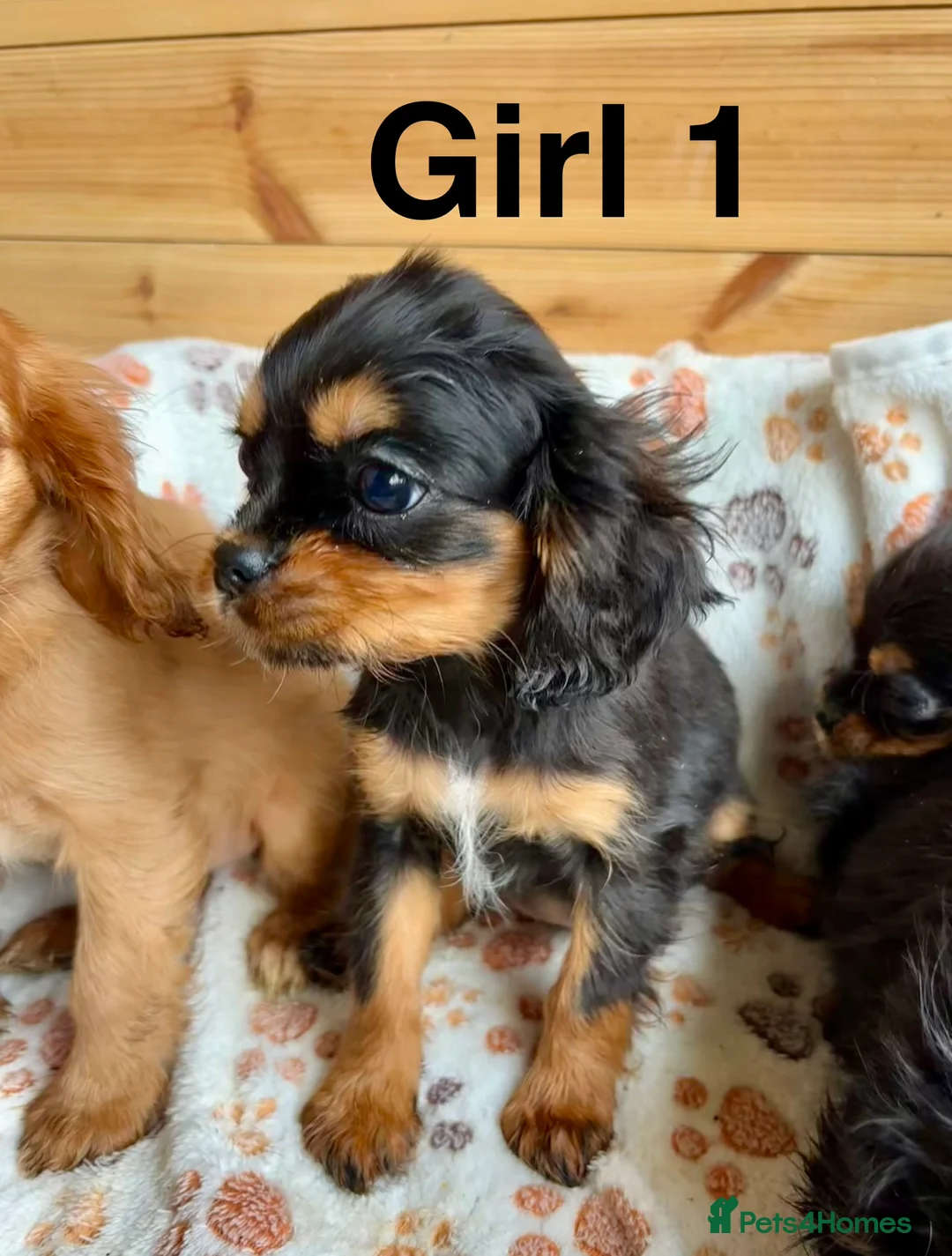 Cavalier King Charles Spaniel dogs for sale: Beautiful puppies looking for forever homes - Advert 11
