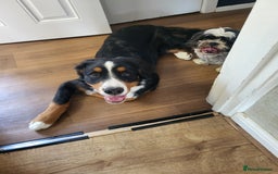 Bernese Mountain Dog dogs for sale: Bernese mountain dog  - Image 4
