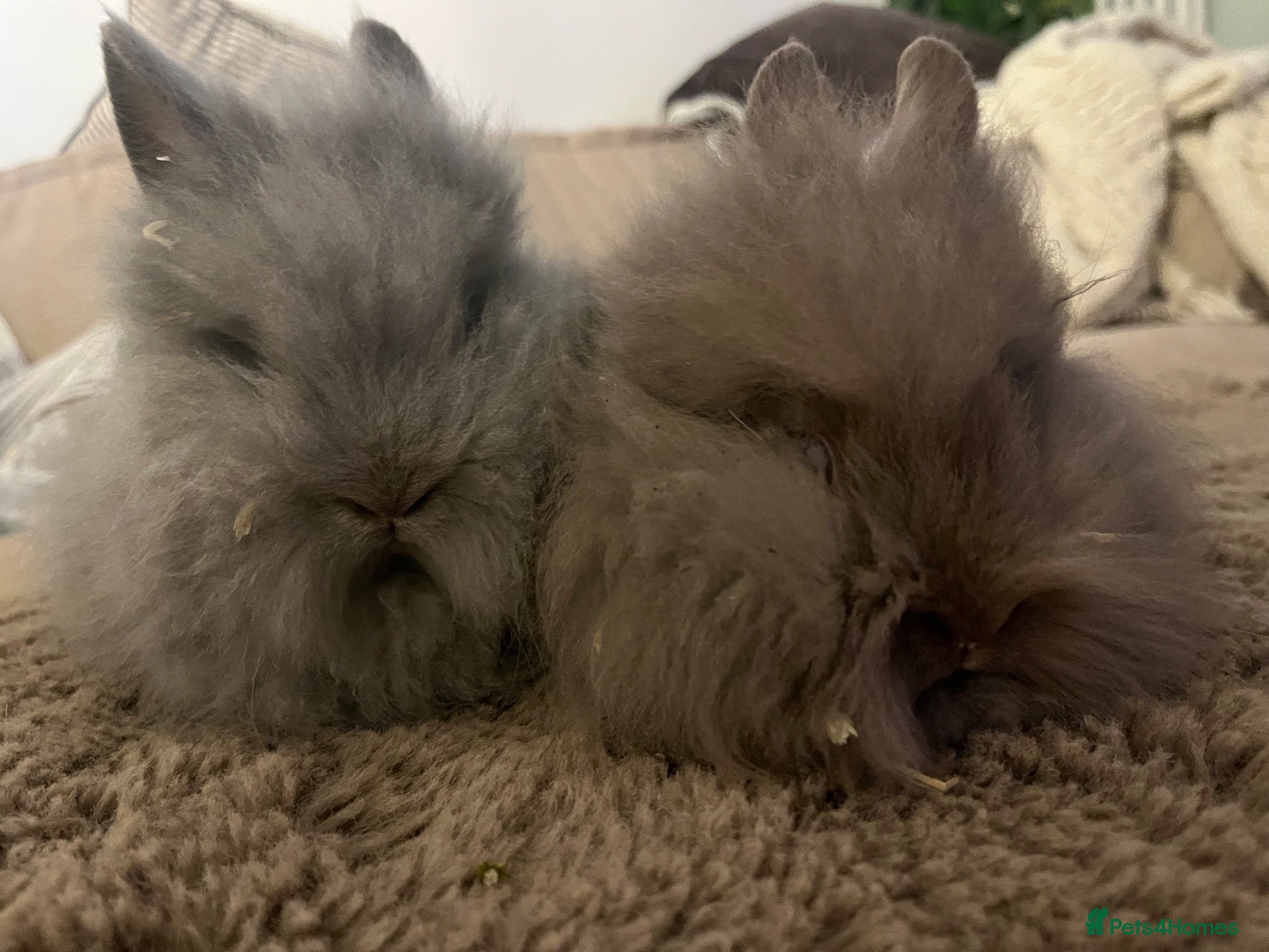 Lionhead rabbits 🐰 Full Double Main Lionhead BOY 🐰  - Advert 2
