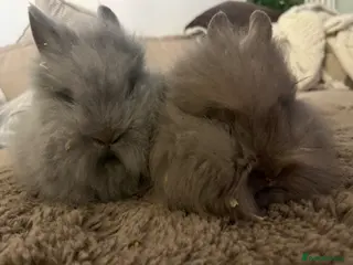Lionhead rabbits 🐰 Full Double Main Lionhead BOY 🐰 - Advert 2