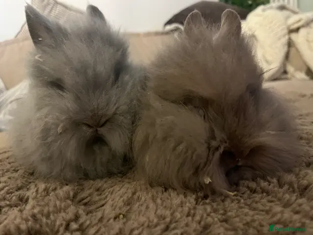 Lionhead rabbits 🐰 Full Double Main Lionhead BOY 🐰 - Advert 2
