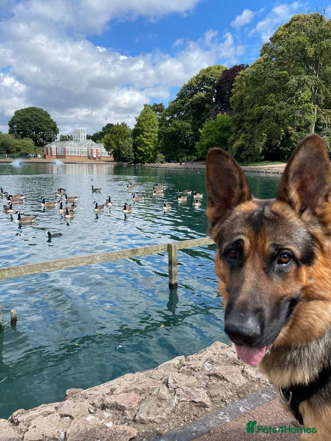 German Shepherd dogs for stud: German shepherd male stud available - Image 1