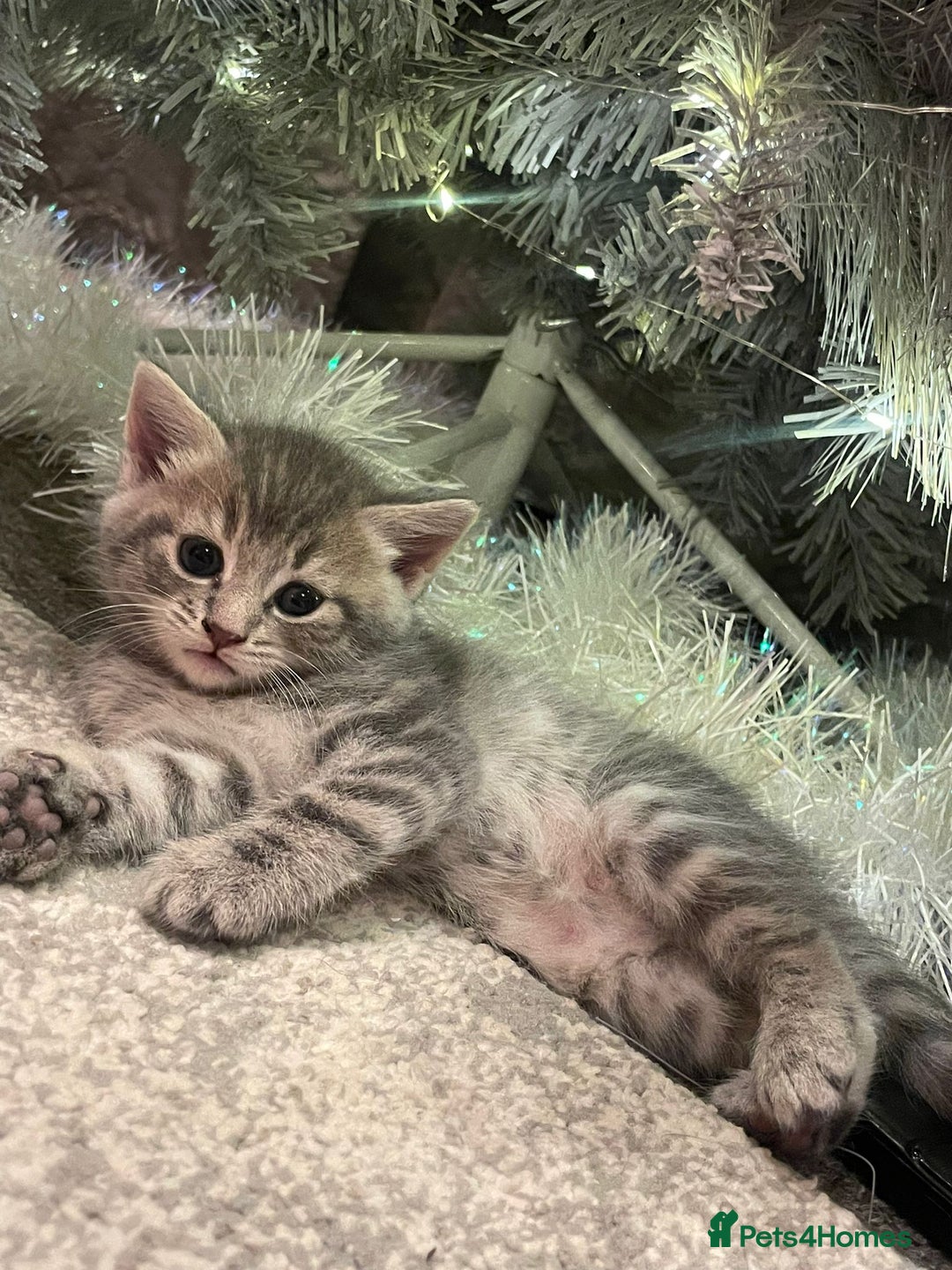 Domestic Shorthair cats for sale: Lovely kittens  - Advert 5