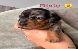 Miniature Dachshund dogs for sale: 🐾 Beautiful Miniature Dachshund 4 Girls 💕 🐾 - Image 5