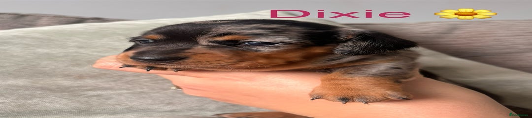 Dixie