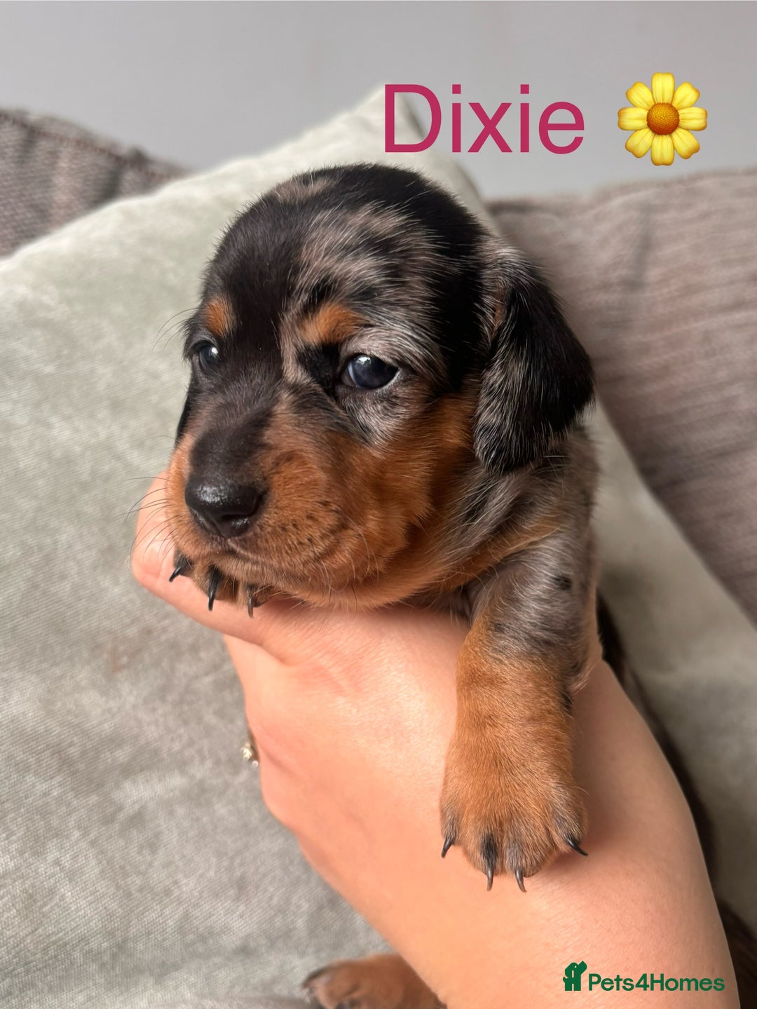 Miniature Dachshund dogs for sale: 🐾 Beautiful Miniature Dachshund 4 Girls 💕 🐾 - Image 5