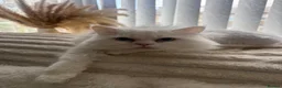 Persian cats for sale: Casper male stud for sale  - Advert 1