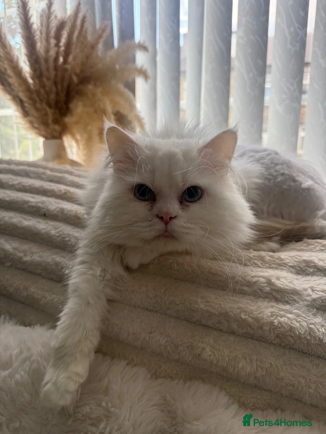 Persian cats for sale: Casper male stud for sale  - Advert 1