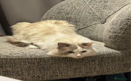 Ragdoll cats for sale: Beautiful Ragdoll cat looking for a warm home - Image 4
