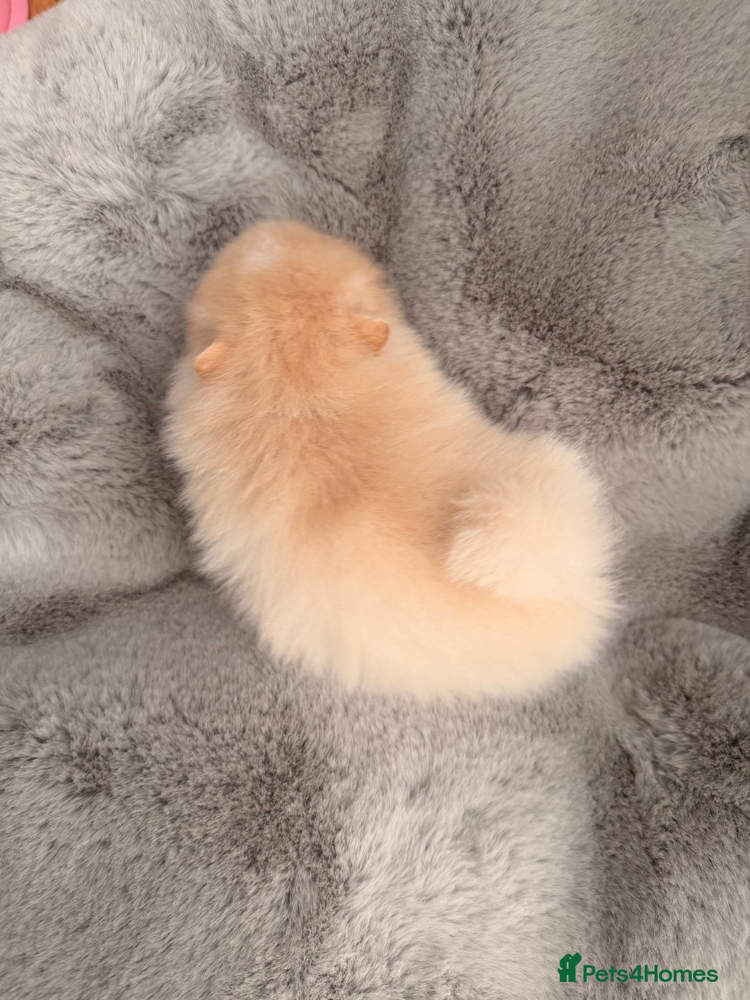 Pomeranian dogs for sale: Stunning Pomeranian Females KC reg. Russian lines - Advert 12