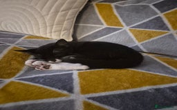 Mixed Breed cats for sale: A male kitten and a 11 month old female cat  - Image 5
