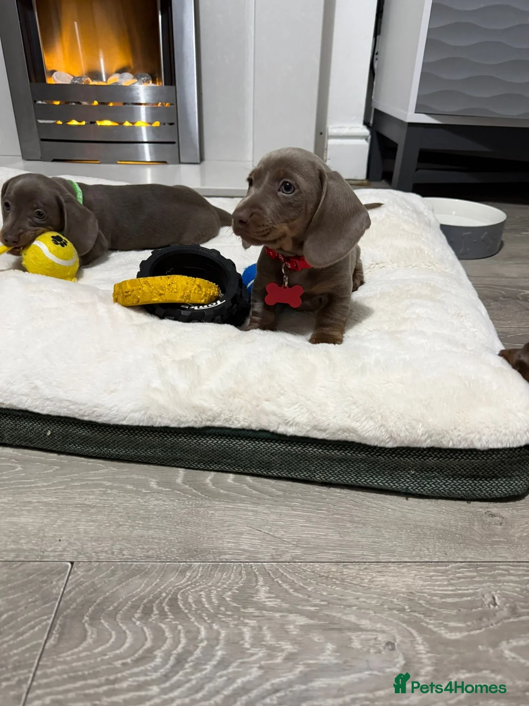 Miniature Dachshund dogs for sale: PRA Clear Miniature Dachshund Puppies  - Advert 21