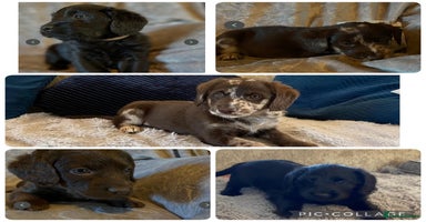 Labradoodle dogs - Advert 9