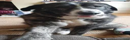 Mixed Breed dogs for sale: 🐾💙 Lovely Lore 💙🐾 in North Shields - Advert 8