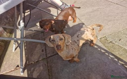 Dachshund dogs for sale: Mini daschund puppies - Image 6
