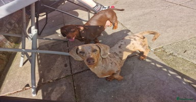 Dachshund dogs - Advert 10
