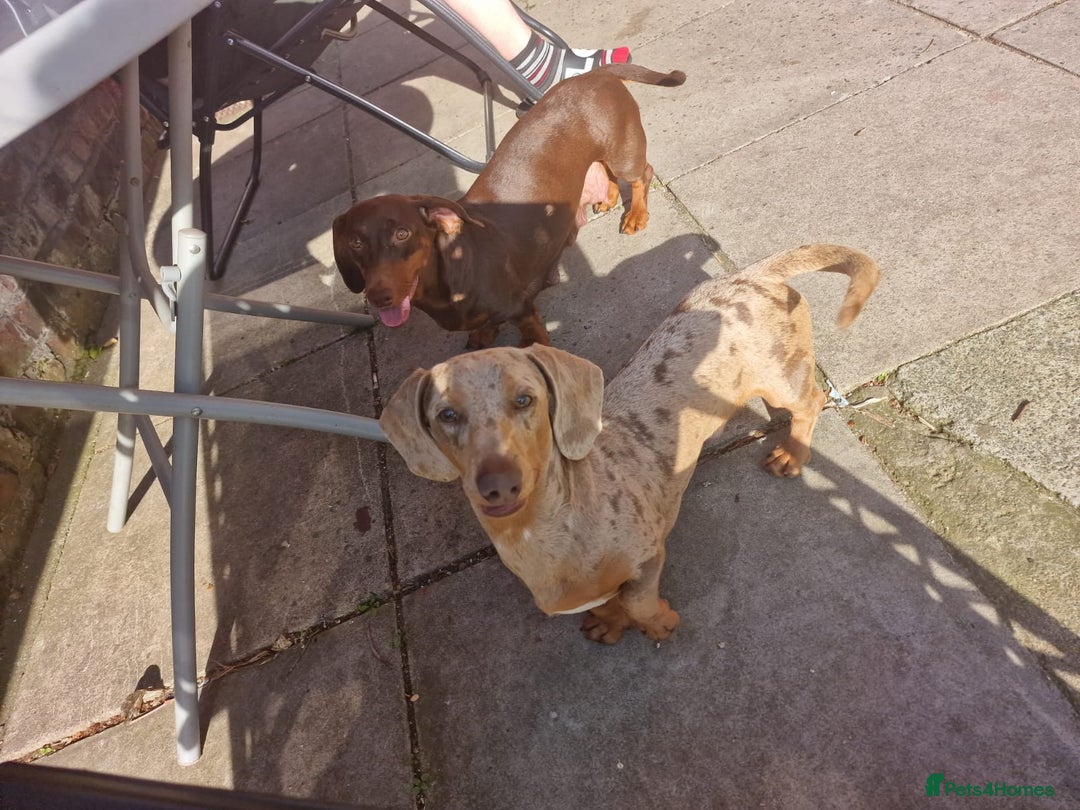 Dachshund dogs for sale: Mini daschund puppies - Image 6