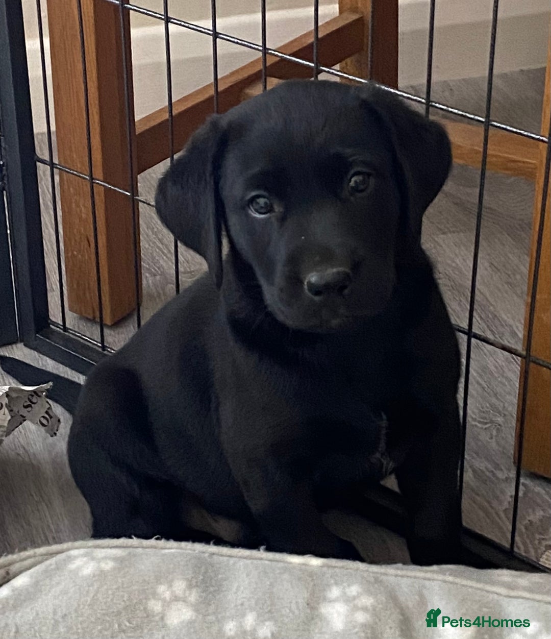 Labrador Retriever dogs for sale: Adorable Labrador puppies - Image 10