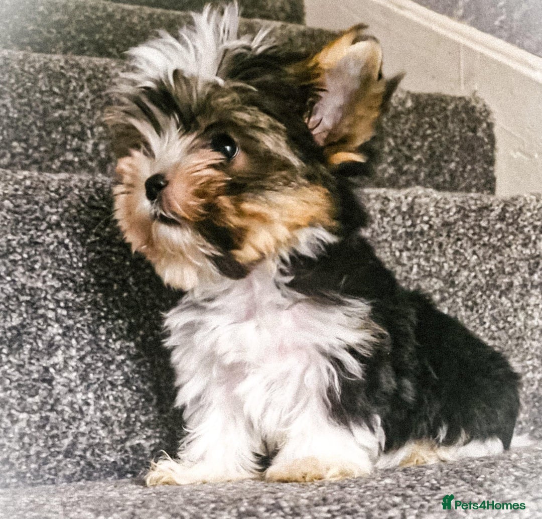 Yorkshire Terrier dogs for sale: Xxs Boy  in Hereford - Image 2