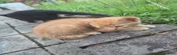 Mixed Breed cats for sale: Pair of kittens - Advert 3