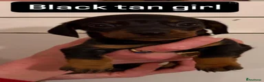Black and Tan girl 