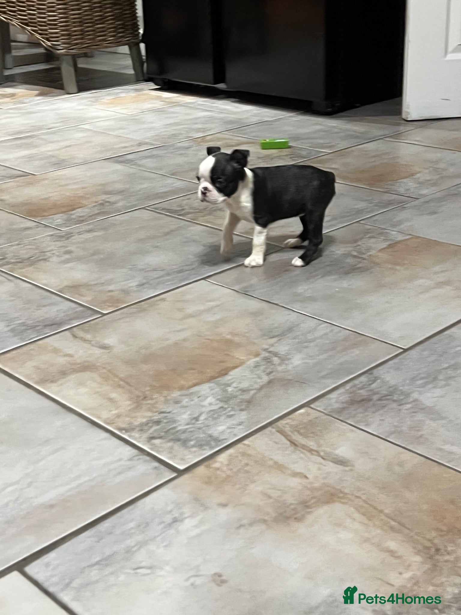 Boston Terrier dogs Stunning litter of Boston terrier puppies  - Advert 1