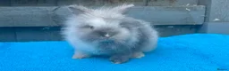 Lionhead rabbits for sale: 2 adorable double mane lionhead baby bunnies  - Advert 12