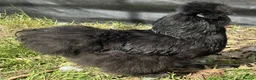Chickens poultry for sale: Blue bearded silkie hatching eggs with *guarantee* - Advert 3