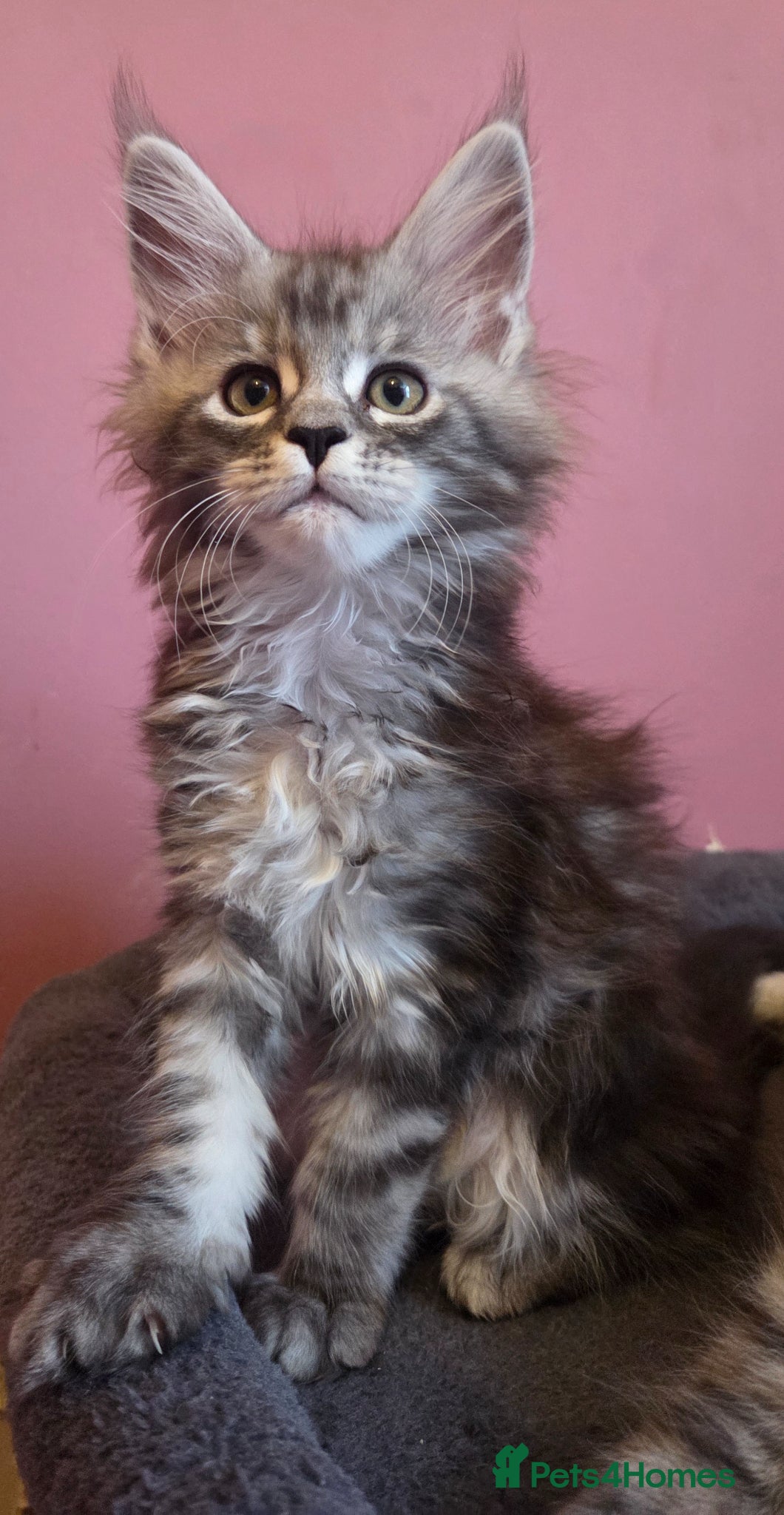 Maine Coon cats Mainecoon Kittens Tica Reg - Advert 4