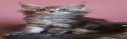 Maine Coon cats for sale: Mainecoon Kittens Tica Reg - Advert 21