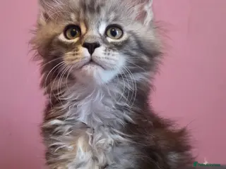 Maine Coon cats Mainecoon Kittens Tica Reg - Advert 4