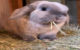 Mini Lop rabbits for sale: Male and Female bonded mini lops for sale - Image 2