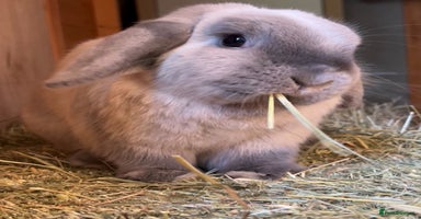 Mini Lop rabbits - Advert 8