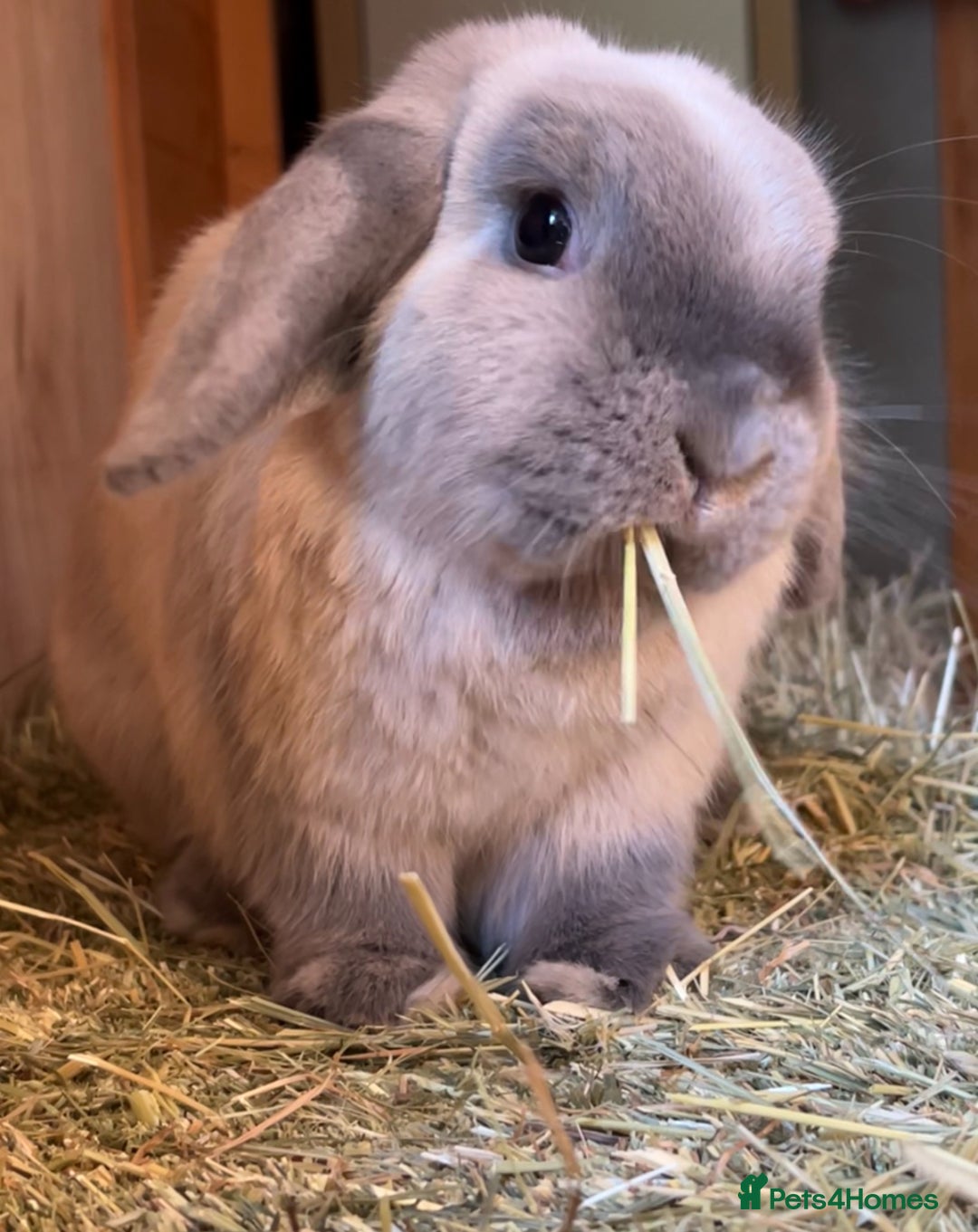 Mini Lop rabbits for sale: Male and Female bonded mini lops for sale - Image 2