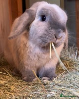 Mini Lop rabbits - Advert 8