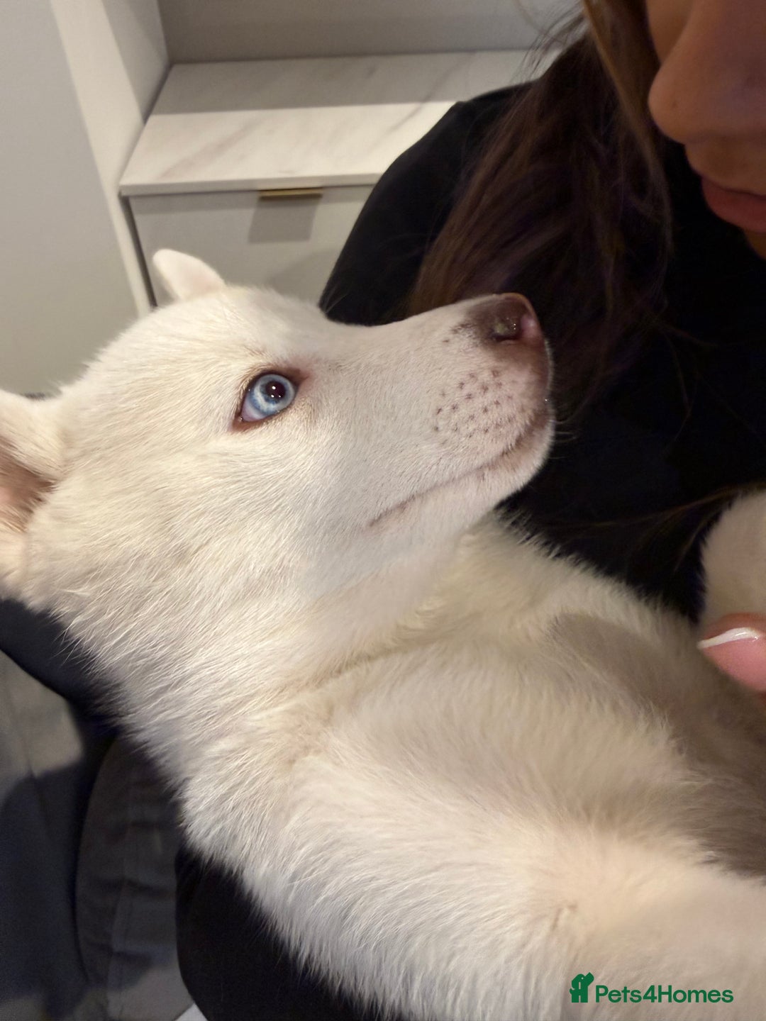 Siberian Husky dogs for sale: Siberian husky  - Image 1