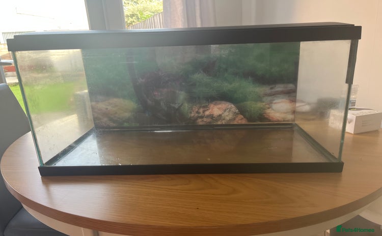 Goldfish fish - Advert 1