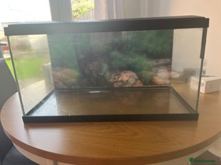 Goldfish fish - Advert 15