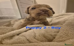 Mixed Breed dogs for sale: Cockerbull Puppies - Image 13