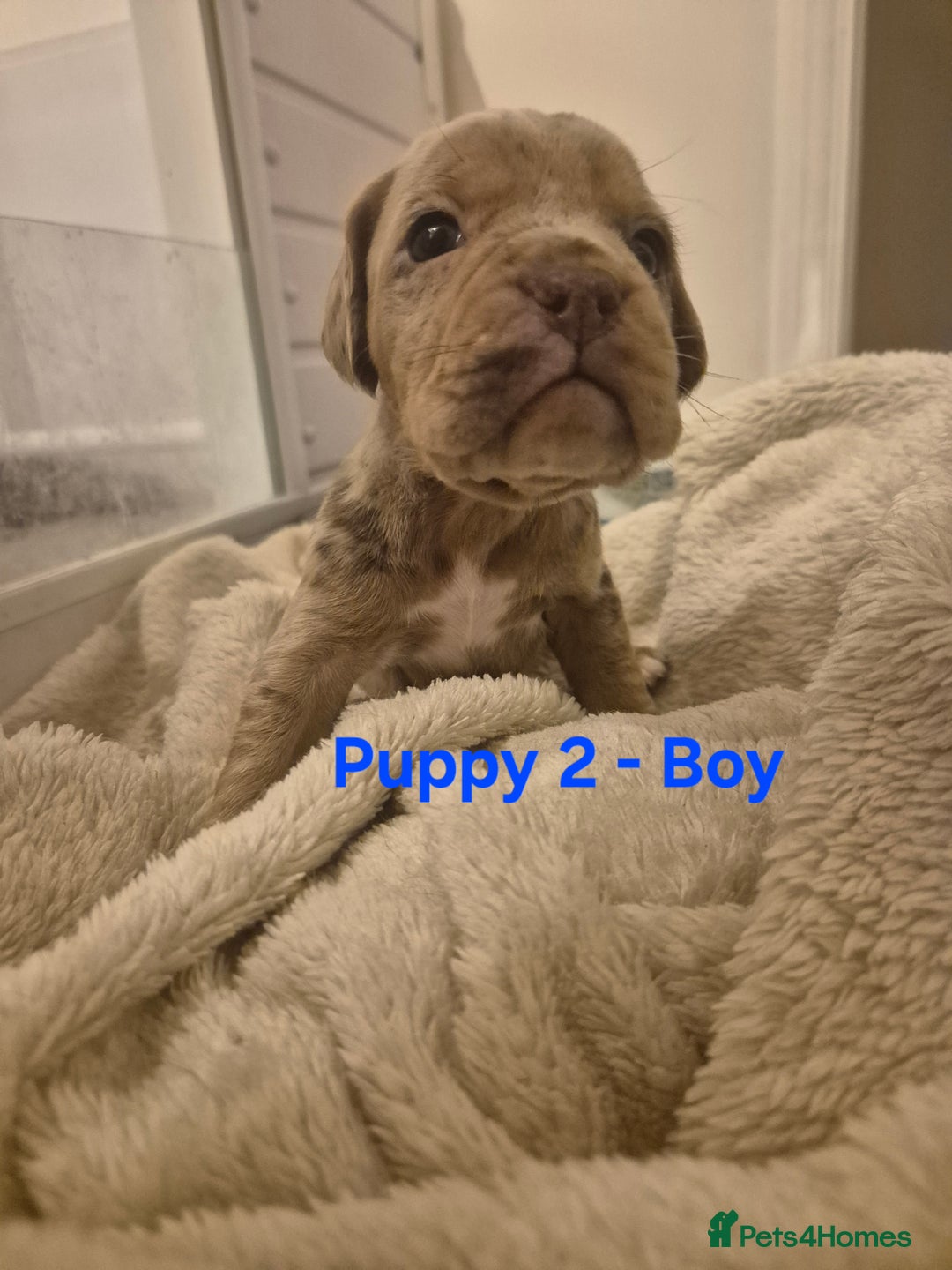 Mixed Breed dogs for sale: Cockerbull Puppies - Image 13