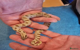 Snake reptiles for sale: CB 2025 Western Hognose snakes - Image 4