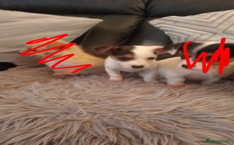 Mixed Breed dogs Chihuahua cross Norfolk terrier puppys - Advert 1