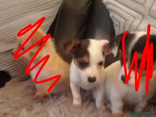 Mixed Breed dogs Chihuahua cross Norfolk terrier puppys - Advert 5