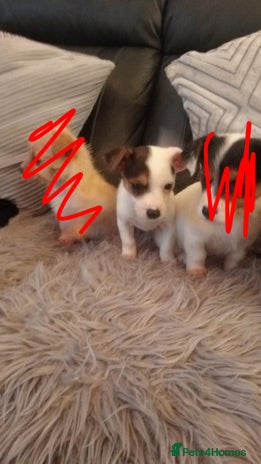 Mixed Breed dogs Chihuahua cross Norfolk terrier puppys - Advert 1