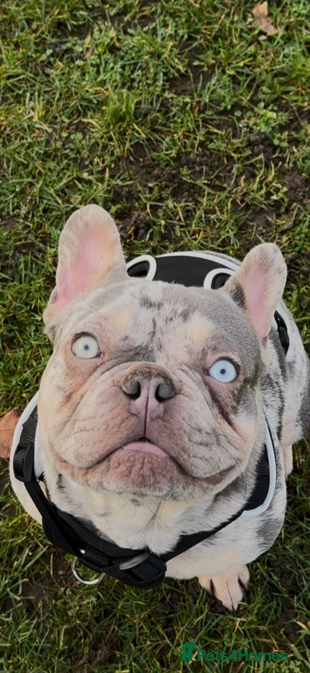 French Bulldog dogs for sale: French bulldog male  - Advert 1