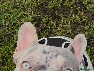 French Bulldog dogs French bulldog male - Advert 2